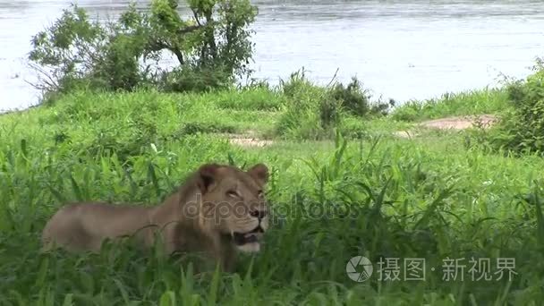 非洲大草原野生危险哺乳动物狮子肯尼亚