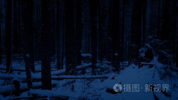 移动通过降雪夜森林视频