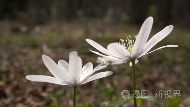 在森林背景风的白色春天的花朵摇摆宏