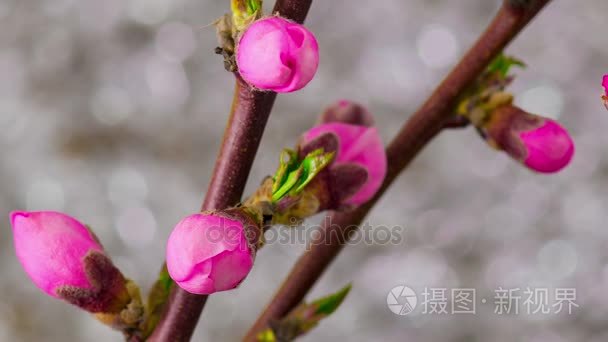 粉红色的樱花树花盛开视频