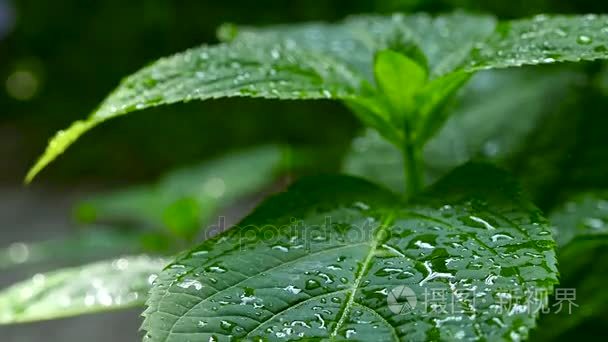 雨点落在绿色的叶子上。微距拍摄视频