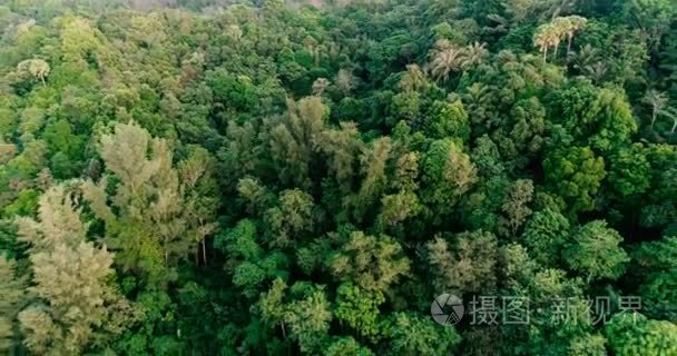热带森林在晴朗的一天以上的航拍视频