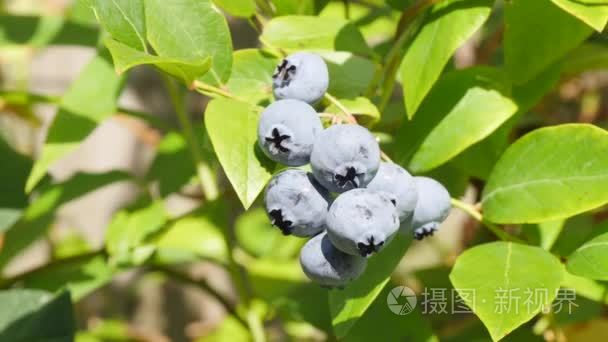 领料单蓝莓夏天的男性手视频