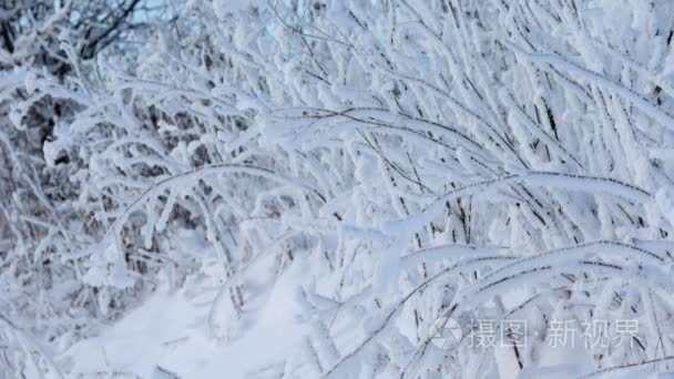 美丽的冬天风景与雪覆盖的树木视频