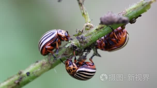 在马铃薯植株上科罗拉多甲虫视频