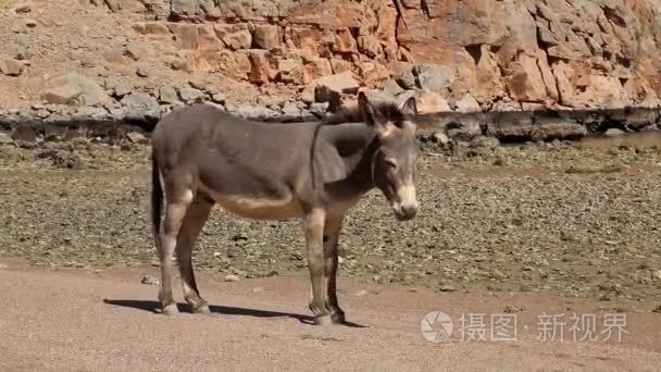 驴在村子里的海滩上视频