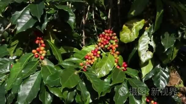 咖啡农收获咖啡豆咖啡农场，咖啡过程