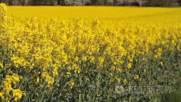 双低油菜籽字段或油菜籽植物视频