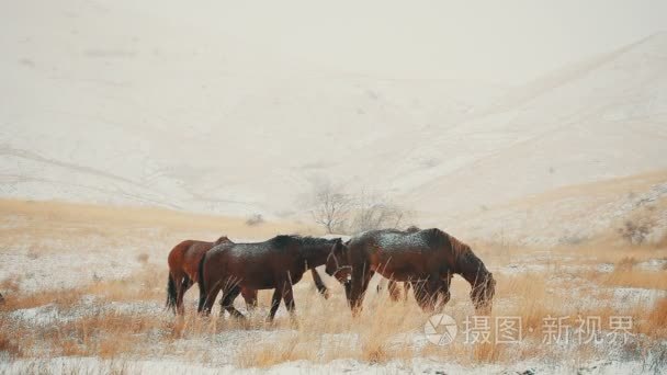 马在一次降雪过程中寻找食物视频