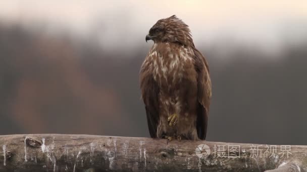 秃鹰在匈牙利的森林视频