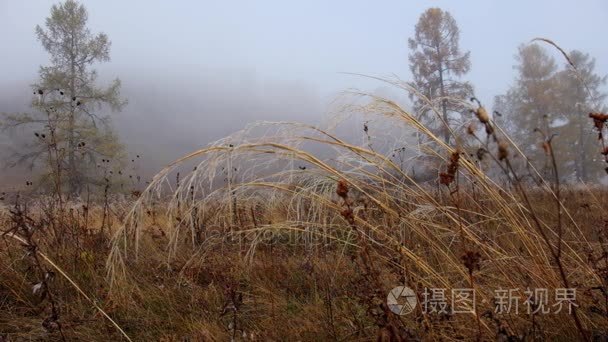 在秋天的时候在阿尔泰山大雾视频