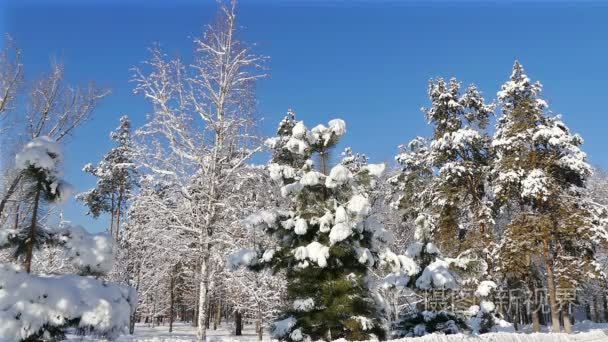 冬季公园降雪蓝蓝的天视频