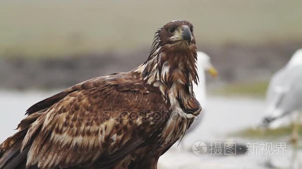 在匈牙利海雕视频