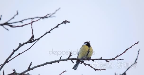 美丽的小鸟儿在冬天的大山雀视频
