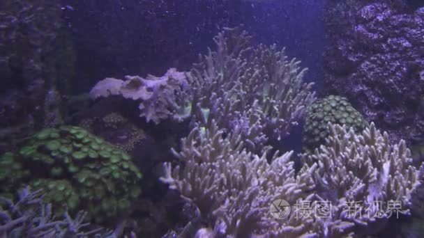 海洋水族馆珊瑚礁素材视频视频