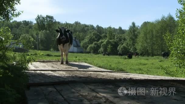 牛在农场围场视频