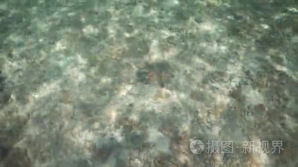 对珊瑚的海星视频