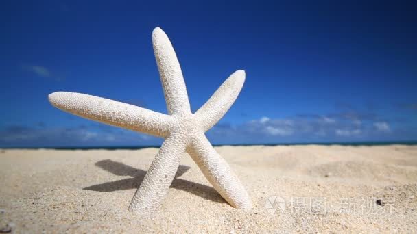 白色热带沙滩上的海星视频