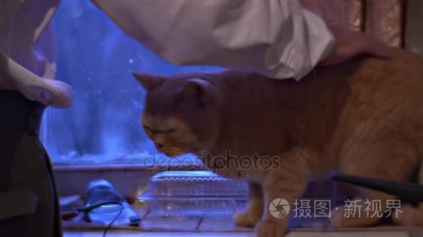 高级男人宠物红猫的朋友正在通过窗口寂寞爷爷是等待为他孩子的探望在寒冷天悲伤情景 Zootherapy