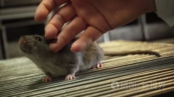 科学家拍着灰鼠视频