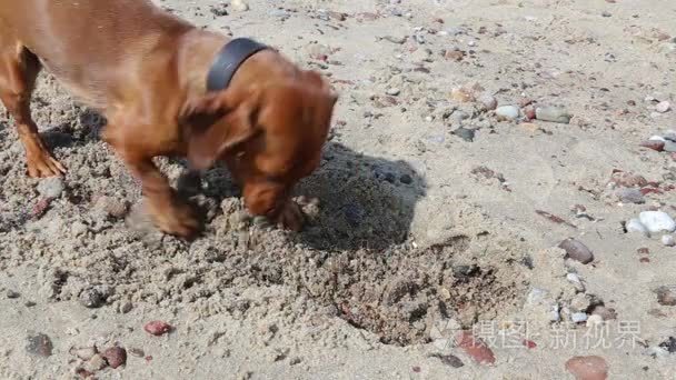 狗小狗挖了一个坑在沙子里视频