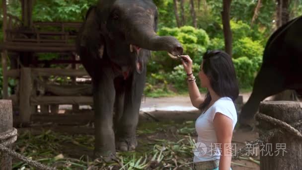 年轻女人旅行者喂大象视频