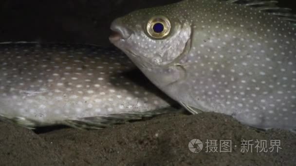 鱼与菲律宾海洋水下白色斑点视频