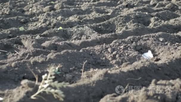 在准备用来种植大蒜的农田土地视频