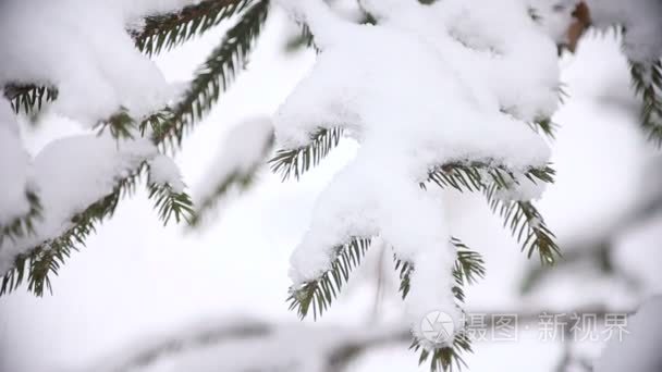 圣诞树枝与雪视频