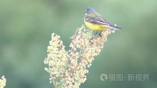 小鸟在草地上视频