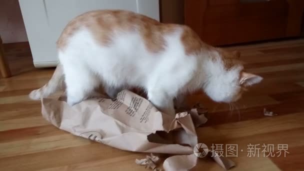 家猫和纸袋视频