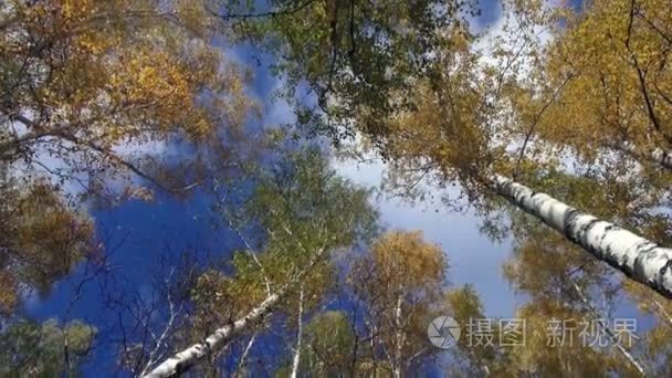 秋天的树木上，白云蓝天背景的王冠