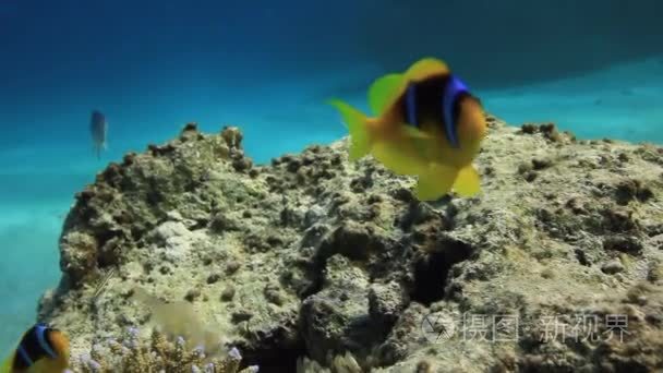 红海水下的小丑鱼和海葵锕视频