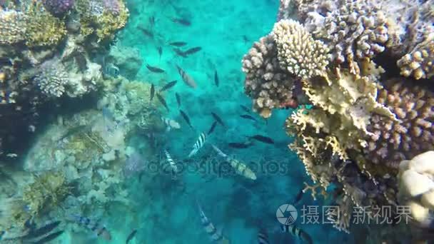 在珊瑚礁中的五彩鱼儿游视频