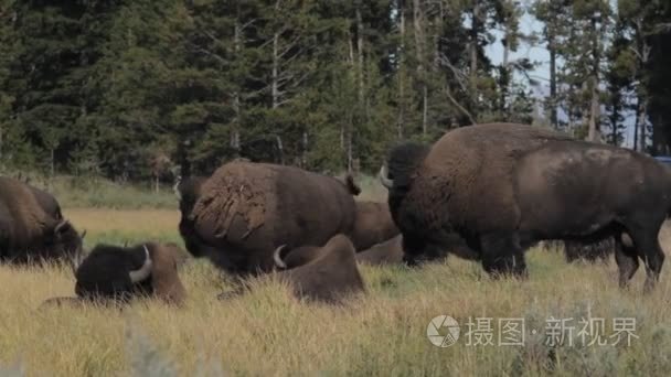 北美野牛在黄石国家公园美国视频