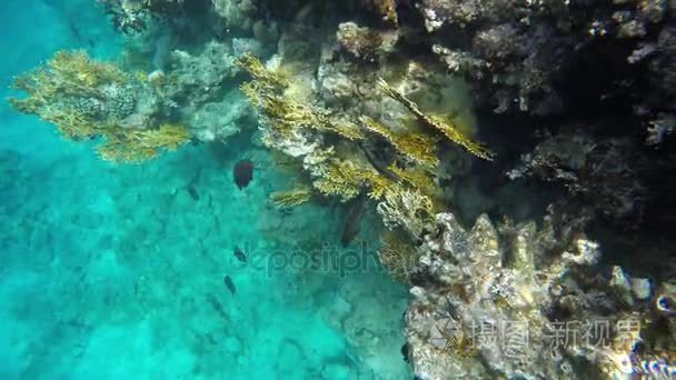 鱼儿游在珊瑚礁附近视频