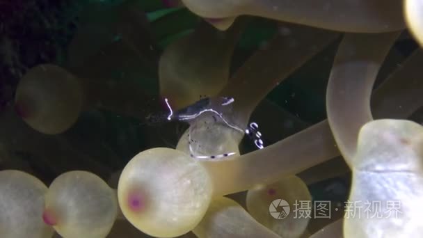 在海葵水下在红海虾清洁特写视频