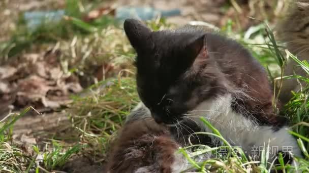国内宠物猫躺在草舔洗羊毛视频