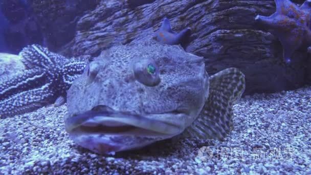 触手鲻鱼在盐水水族馆素材视频视频