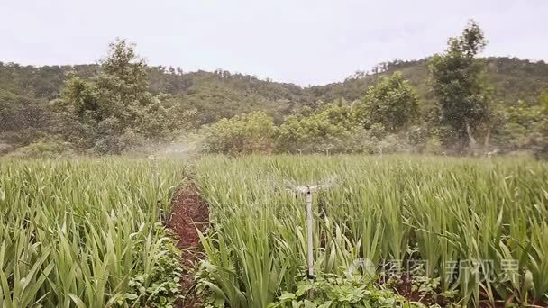 与自动浇水浇了花卉种植为主。越南