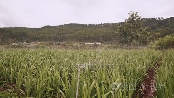 与自动浇水浇了花卉种植为主。越南