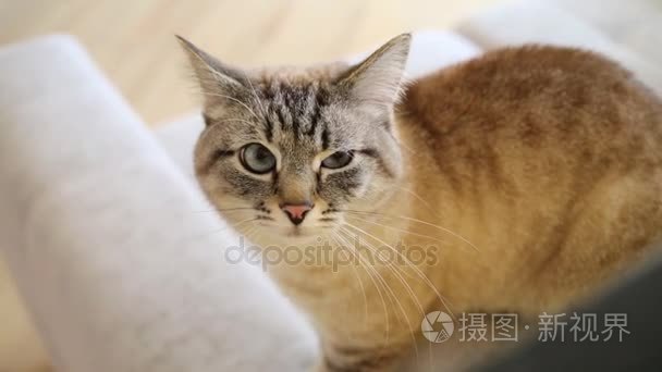 生气的猫坐在沙发背上视频