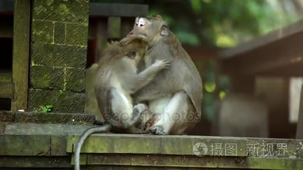 成人大的雄性猴子玩小猴子视频