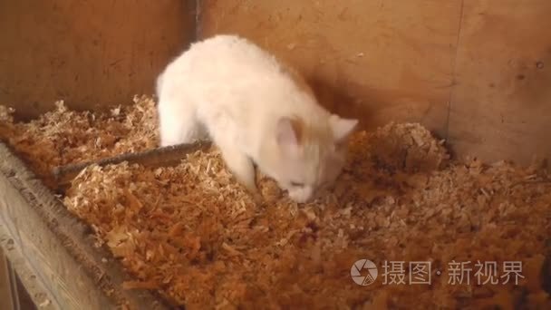 白色的猫吃肉母鸡的窝里视频