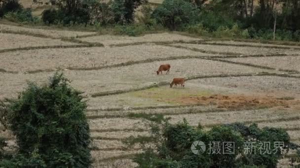 在老挝美丽的风景视频