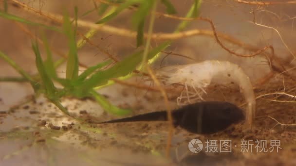 蝌蚪尝试吃死虾视频