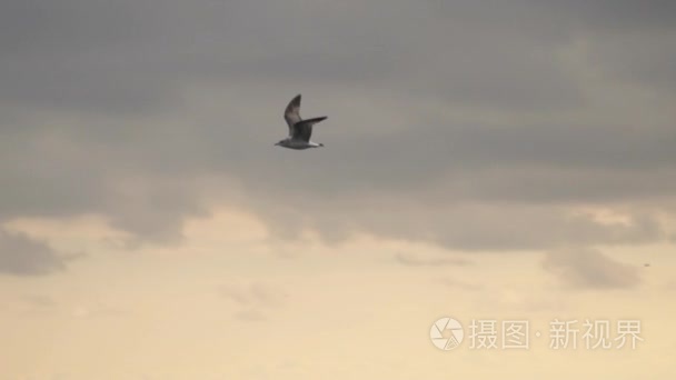 一只海鸥飞行的阴暗云层背景视频