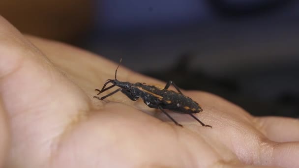 吃人血的接吻虫视频