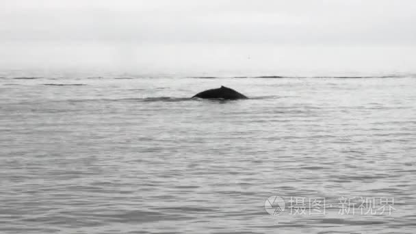 鲸鱼潜入阿拉斯加太平洋的水视频