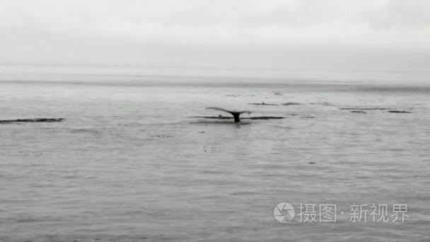 鲸鱼潜入阿拉斯加太平洋的水视频
